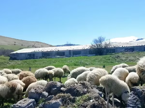 Ոչխար, Ոչխարներ — Հայաստան