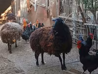 Ոչխար, Karabakh sheep — լուսանկար 3