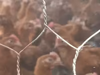Chickens — Foto 1