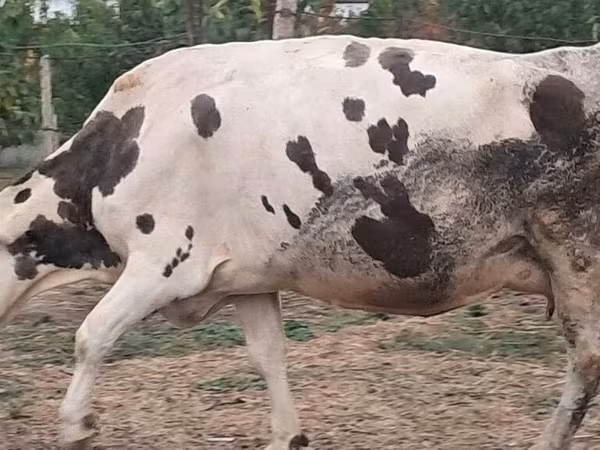 بقرة, Russian Black pied cattle