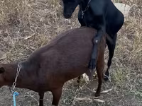 Теке, Murcia-Granada goats — 1-сурет