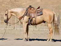 Hengst, Quarter Horse — Foto 5