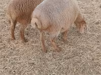 Sheep (batch, sex not specified), Sheep — photo 3