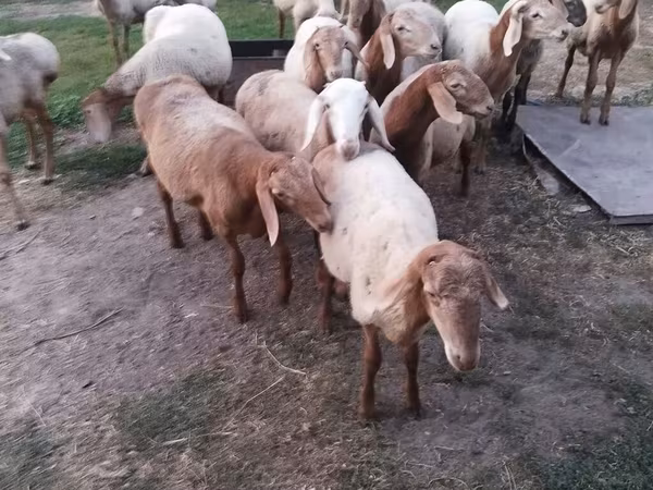 Баран, Рёнская овца