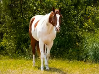 Hengst, American paint horse — Foto 3