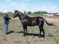 Ձի, Standardbred — լուսանկար 4
