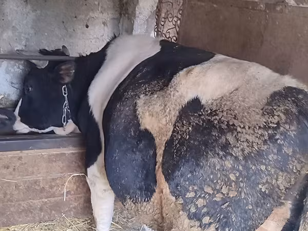 Bull, Holstein breed