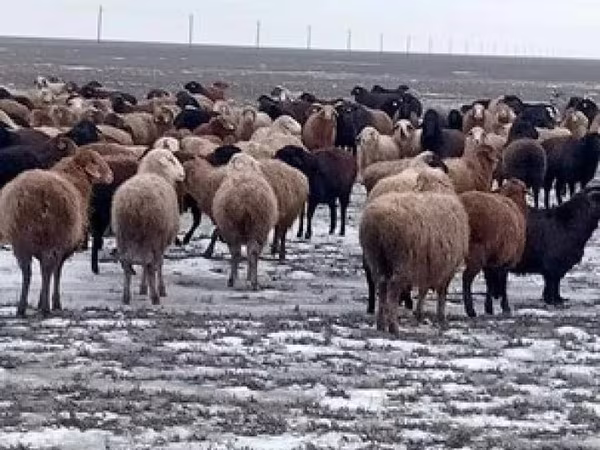 公羊, Sheep