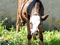 Bull, Cattle — photo 3