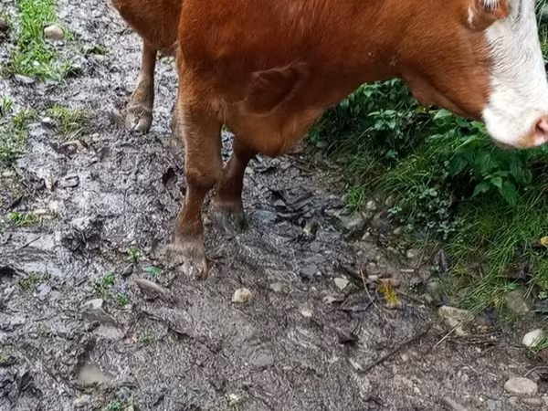 Vaca, Ganado vacuno