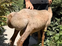 Ոչխար, Jaidara sheep — լուսանկար 4