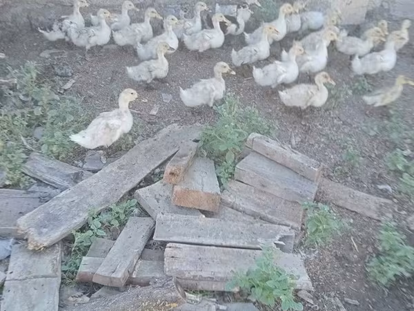 Գերմանական Պեկին