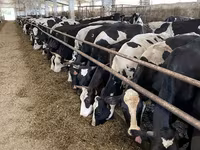 Կով, Yaroslavl cattle — լուսանկար 1