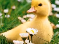 Ducks — photo 2