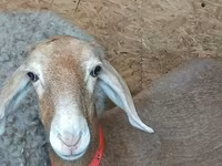 نعجة, Arashan sheep — الصورة 1