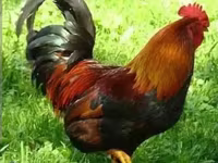 Chickens — լուսանկար 4