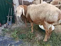Қошқар, Rhon sheep — 2-сурет