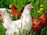 Chickens — 4-сурет