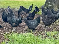 Chickens — լուսանկար 2