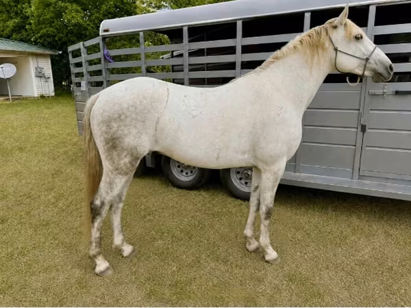 Ձի, Missouri foxtrotter
