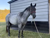 Айғыр, Quarter Horse — 8-сурет