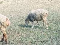 Sheep, Sheep — photo 3