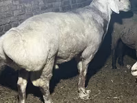Խոյ, Afghan Arabi sheep — լուսանկար 4