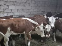 Сиыр, Қазақ ақбас сиыры — 6-сурет