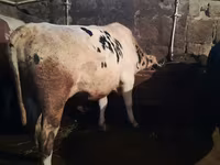 Toro, Raza Holstein — foto 2