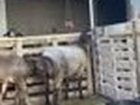 Ram, Sheep — photo 8