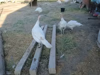 Turkeys — photo 3