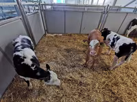 Kuh, Simmental cattle — Foto 5