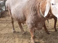 Խոյ, Katum sheep — լուսանկար 3