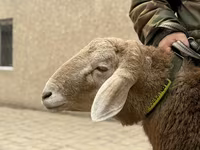 公羊, Sheep — 照片 3