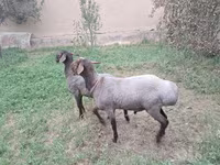 मेढ़ा, भेड़ — फ़ोटो 3