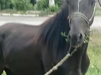 Caballo, Priob horse — foto 1