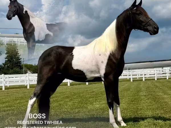 公马, Tennessee Walking Horse