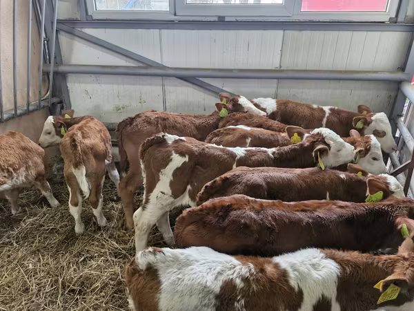 牛只（批次，未指定性别）, Simmental cattle