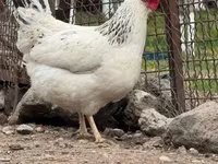 Chickens — լուսանկար 1