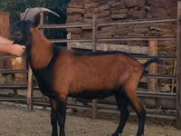 Արու այծ, Alpine goat — լուսանկար 4