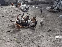 Chickens — photo 4