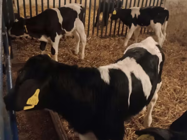 Ցուլ, Russian Black pied cattle