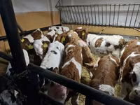 公牛, Limousin cow — 照片 1