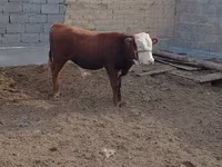 Toro, Hereford — foto 1