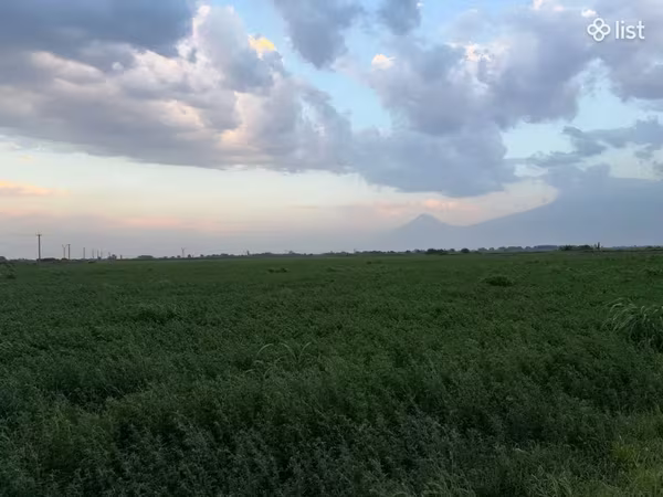 Յոնջա առվույտ անասնակեր խոտ