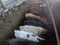Cow, Cattle — photo 5