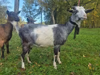 母山羊, Alpine goat — 照片 2