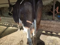Kuh, Holstein-Rasse — Foto 2