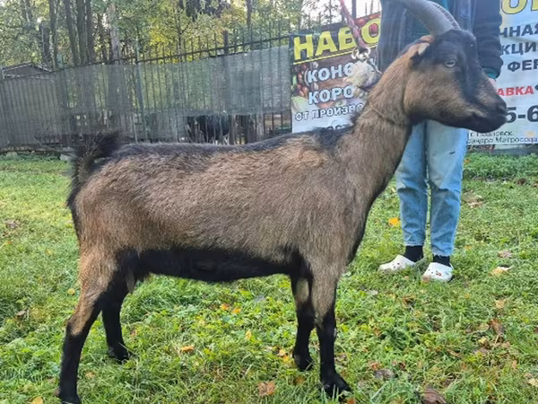 Ешкі, Alpine goat