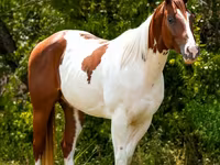 Hengst, American paint horse — Foto 6